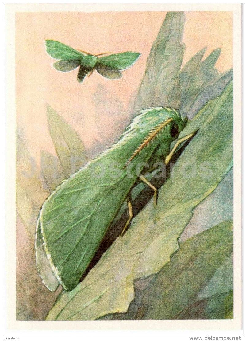 Isochlora maxima - butterfly - 1975 - Russia USSR - unused - JH Postcards