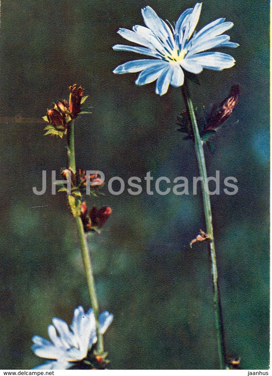 Chicory - Cichorium intybus - Wild Flowers - 1971 - Russia USSR - unused - JH Postcards