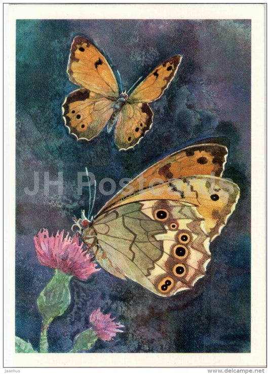 Pararge eversmanni - butterfly - 1975 - Russia USSR - unused - JH Postcards