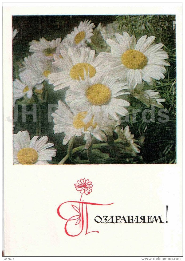 daisy - flowers - postal stationery - 1968 - Russia USSR - unused - JH Postcards