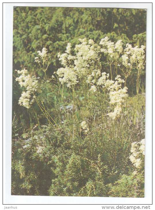 Dropwort - Filipendula vulgaris - Spring Flowers - 1986 - Estonia USSR - unused - JH Postcards