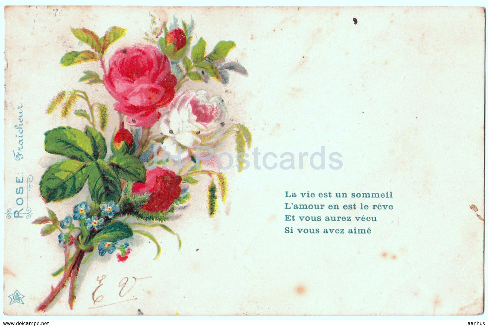 Rose Fraicheur - flowers - roses - illustration - old postcard - 1905 - France - used - JH Postcards