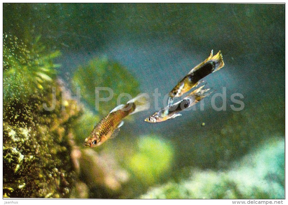 12 - Ornamental Fishes - old postcard - Vietnam - unused - JH Postcards