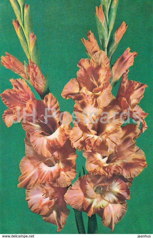 Young Naturalist - Gladiolus - Flowers - 1974 - Russia USSR - unused - JH Postcards