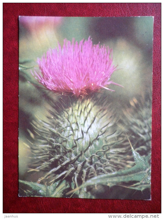 spiny plumeless thistle - Carduus acanthoides - flowers - 1970 - Estonia USSR - used - JH Postcards