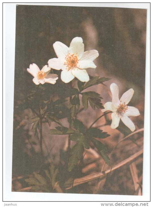 Wood Anemone - Anemone nemorosa - Spring Flowers - 1986 - Estonia USSR - unused - JH Postcards