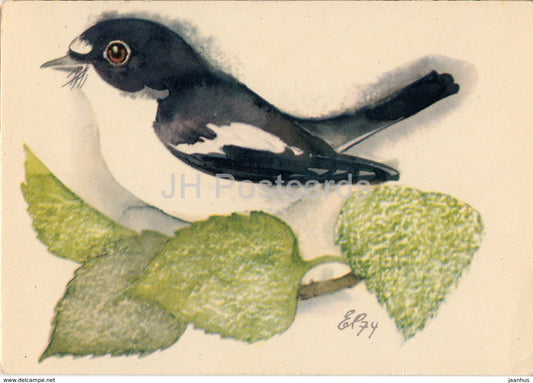 European pied flycatcher - Ficedula hypoleuca - birds - illustration by E. Pikk - 1975 - Estonia USSR - unused - JH Postcards