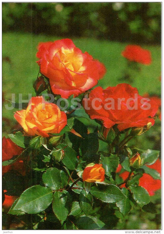 rose Floribunda , Charleston - flowers - AVIA - postal stationery - 1977 - Russia USSR - unused - JH Postcards