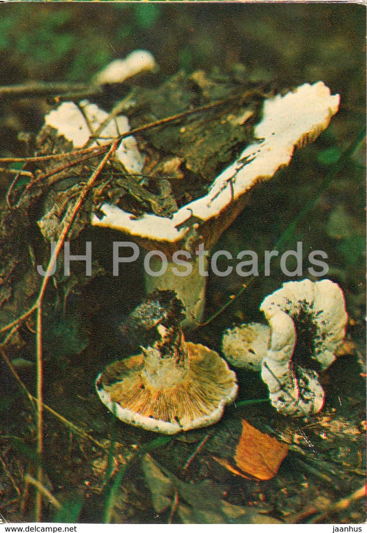 Milk-white brittlegill mushroom - Russula delica - Mushrooms - 1980 - Russia USSR - unused - JH Postcards