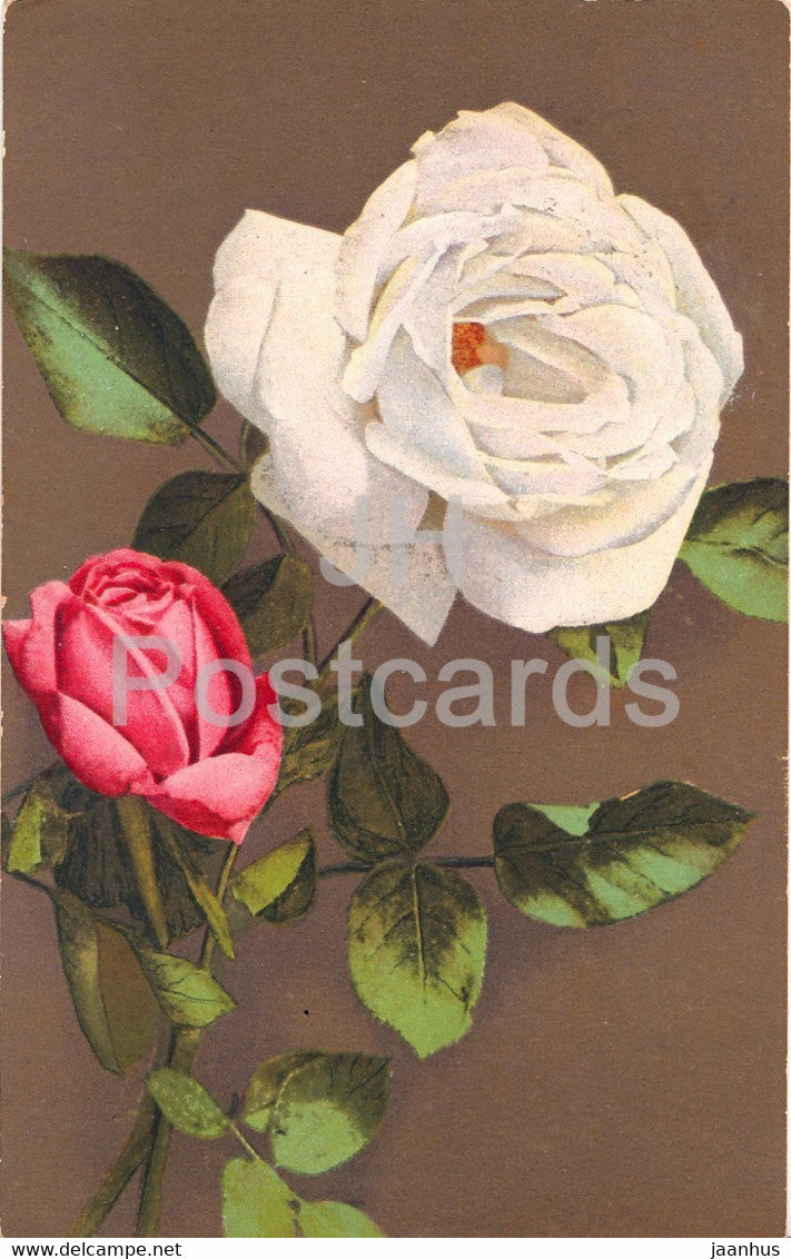 white and red roses - flowers - NZG Serie 205 - old postcard - 1916 - used - JH Postcards