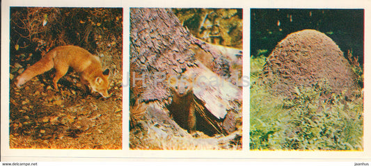 fox - anthill - Forest Wealth - 1981 - Russia USSR - unused - JH Postcards