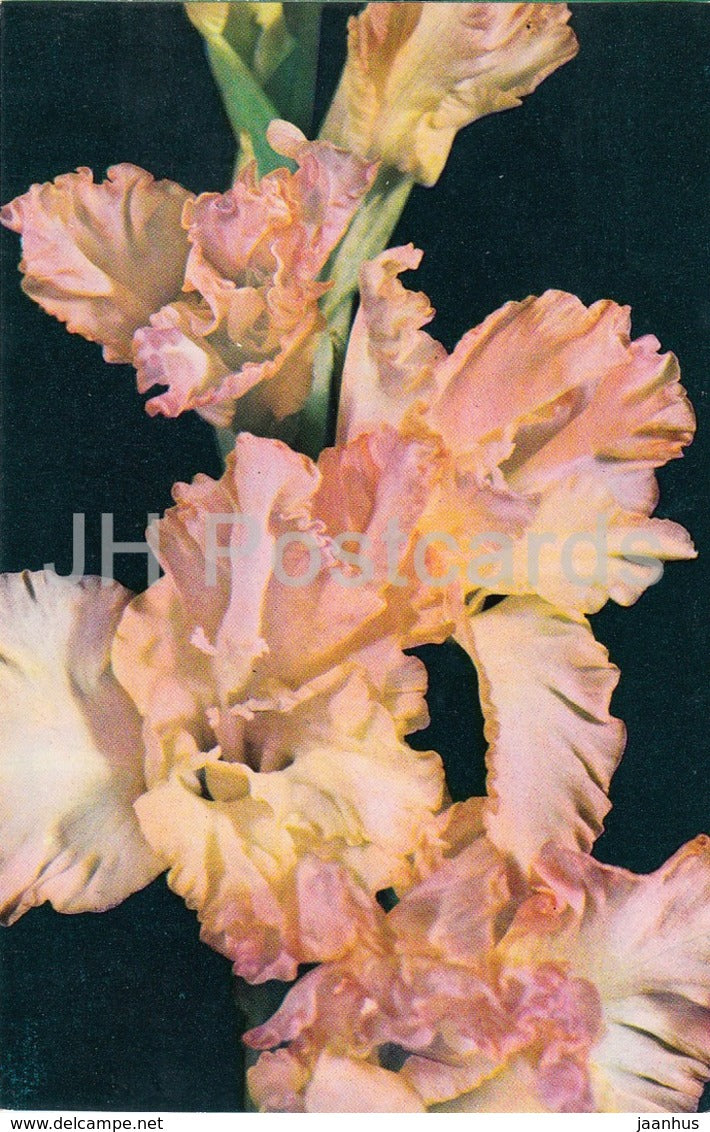 Uzhhorod Beauty - Gladiolus - Flowers - 1974 - Russia USSR - unused - JH Postcards