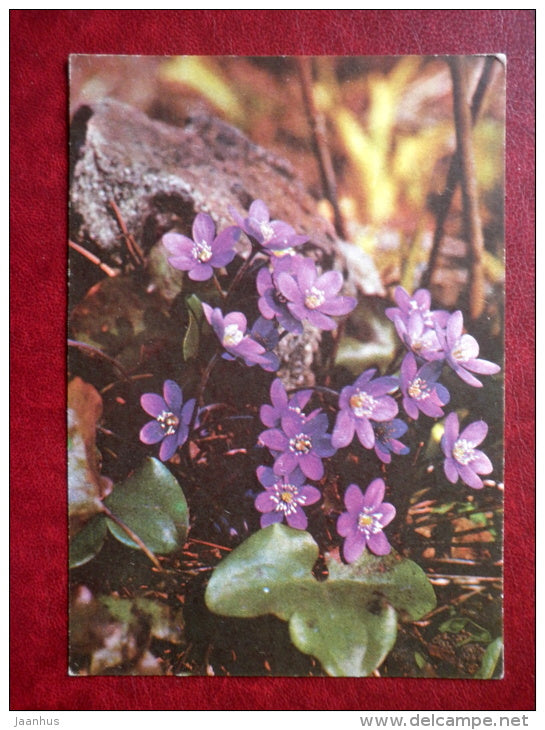 Greeting card - hepatica - flowers - 1983 - Estonia USSR - used - JH Postcards