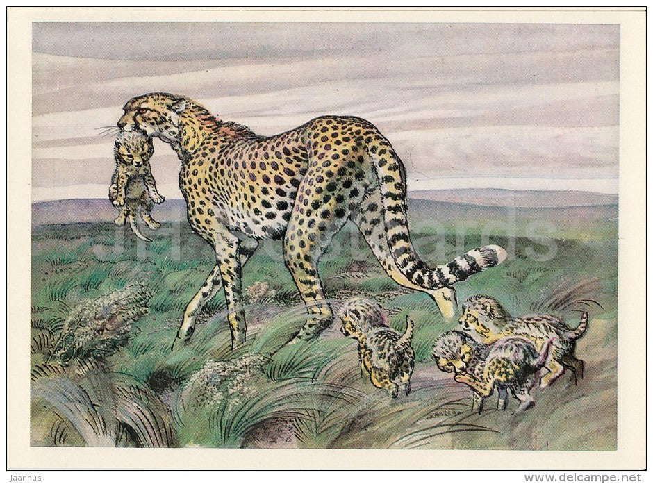 Asiatic cheetah - Acinonyx jubatus venaticus - Endangered species - 1979 - Russia USSR - unused - JH Postcards