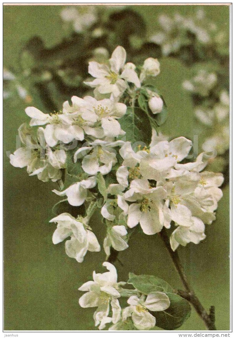 white flowers - 1969 - Russia USSR - unused - JH Postcards