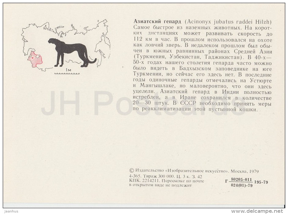 Asiatic cheetah - Acinonyx jubatus venaticus - Endangered species - 1979 - Russia USSR - unused - JH Postcards