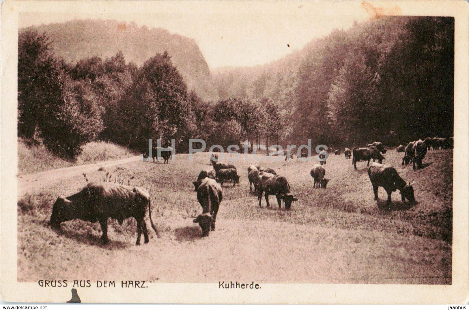 Gruss aus dem Harz - Kuhherde - cow - animals - old postcard - 1919 - Germany - used - JH Postcards