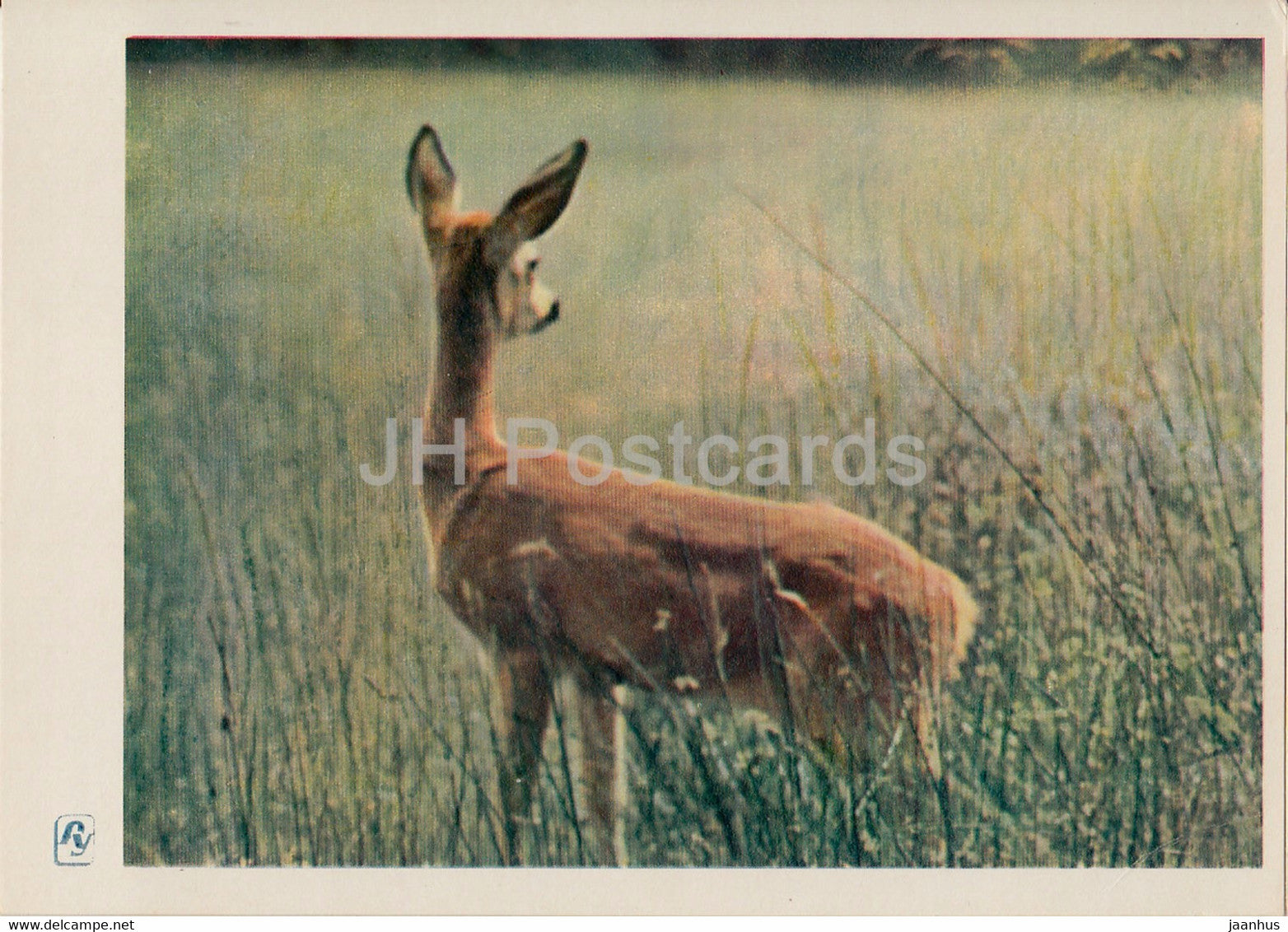 Carpathian Mountains - Karpaty - In reservation - deer - 1964 - Ukraine USSR - unused - JH Postcards