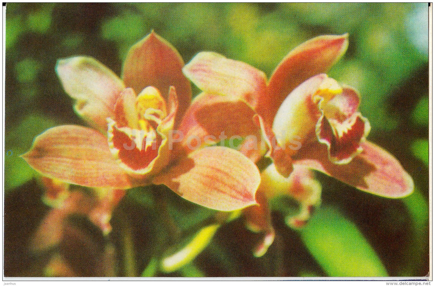 Orchid - flowers - 1975 - Estonia USSR - used - JH Postcards