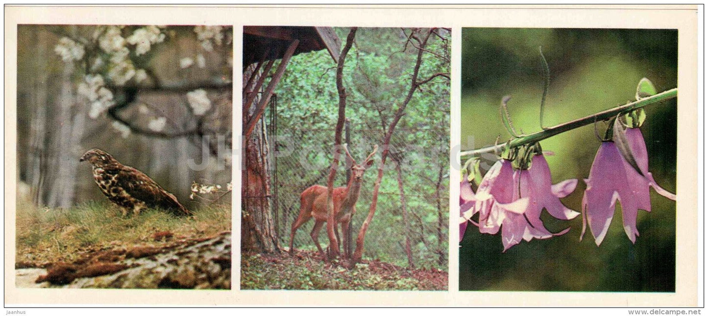 Common buzzard - deer - bellflower - Teberda Nature Reserve - Karachay-Cherkessia - 1978 - Russia USSR - unused - JH Postcards