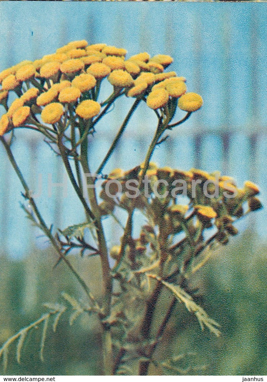 Tansy - Tanacetum vulgare - Wild Flowers - 1971 - Russia USSR - unused - JH Postcards