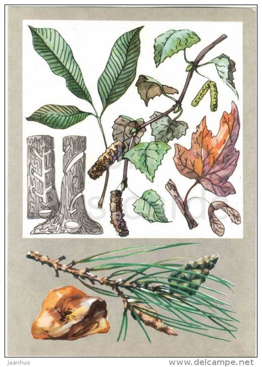 pine - amber - sugar maple - birch - sharinga tree - Juices of the Trees - Amazing Plants - 1976 - Russia USSR - unused - JH Postcards