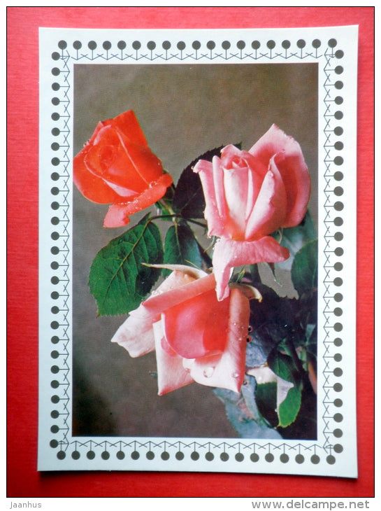 red and pink roses 3 - flowers - Czechoslovakia - unused - JH Postcards