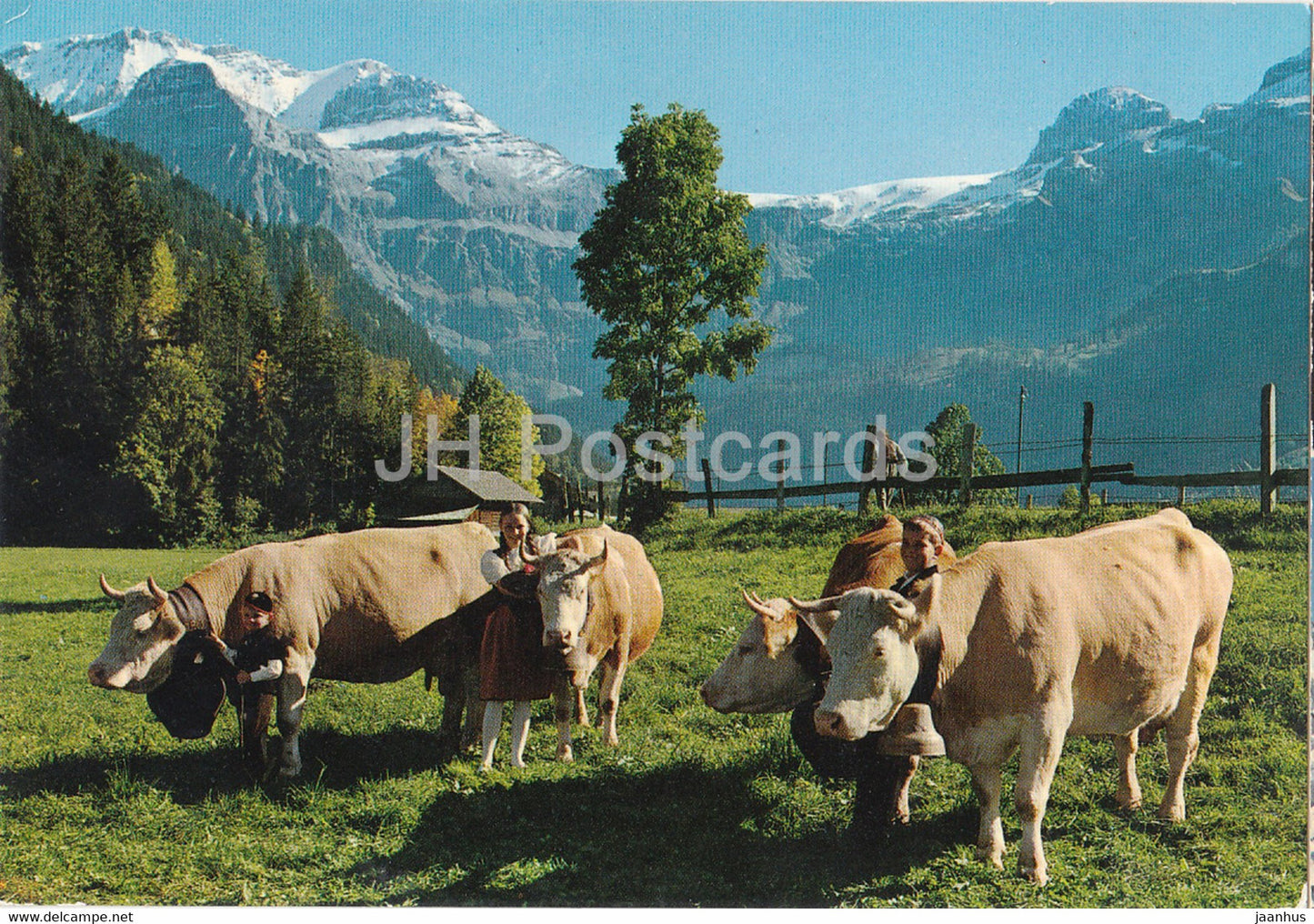 Lenk BO - Simmentalerkuhe - Wildstrubel - Gletscherhorn - cow - 1975 - Switzerland - used - JH Postcards