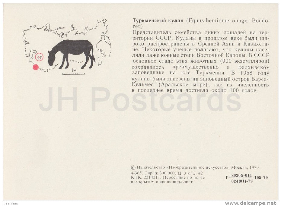 Turkmenian kulan - Equus hemionus kulan - Endangered species - 1979 - Russia USSR - unused - JH Postcards