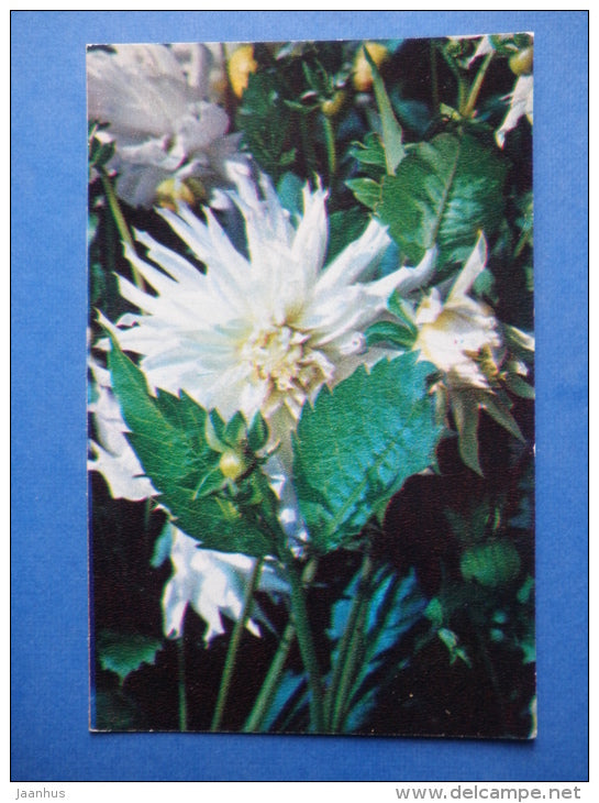 Snegurochka - dahlia - flowers - 1974 - Russia USSR - unused - JH Postcards