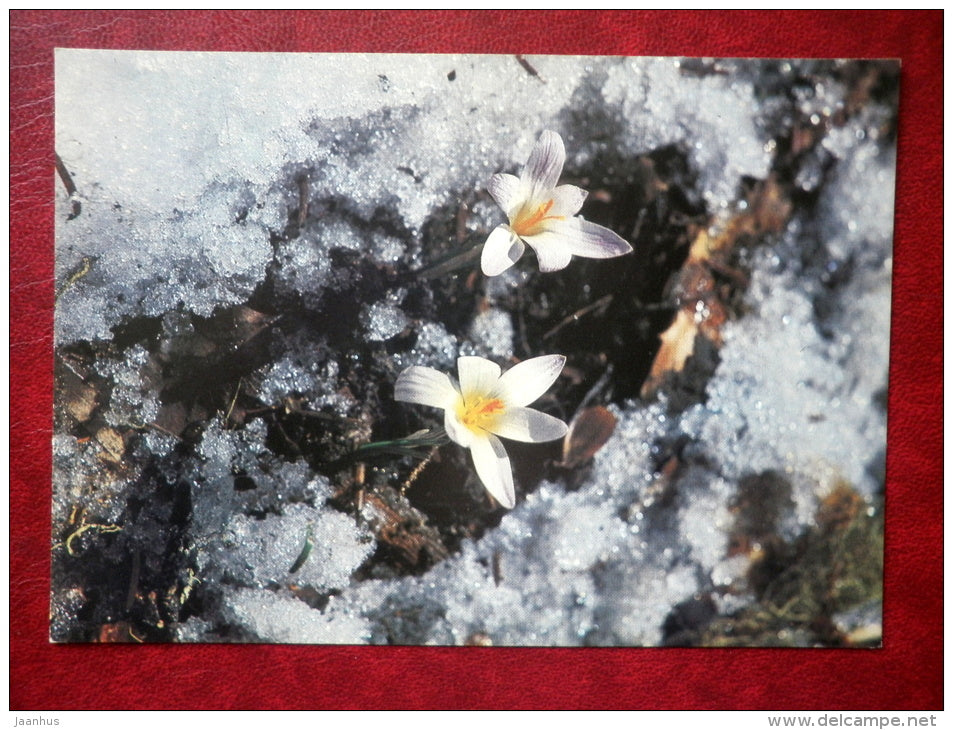 first spring flowers - flowers - 1982 - Russia USSR - unused - JH Postcards