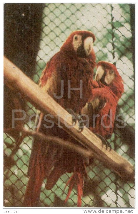 Macaw Parrot - Leningrad Zoo - 1968 - Russia USSR - unused - JH Postcards