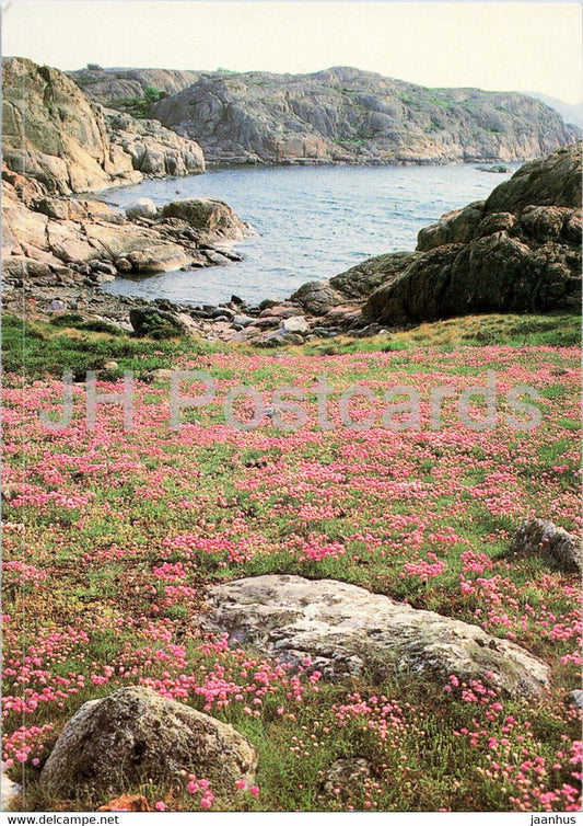 Bohuslansk natur - Blommande Trift - Strandgossar - Bohuslan nature - Flowering drift - Sweden - unused - JH Postcards