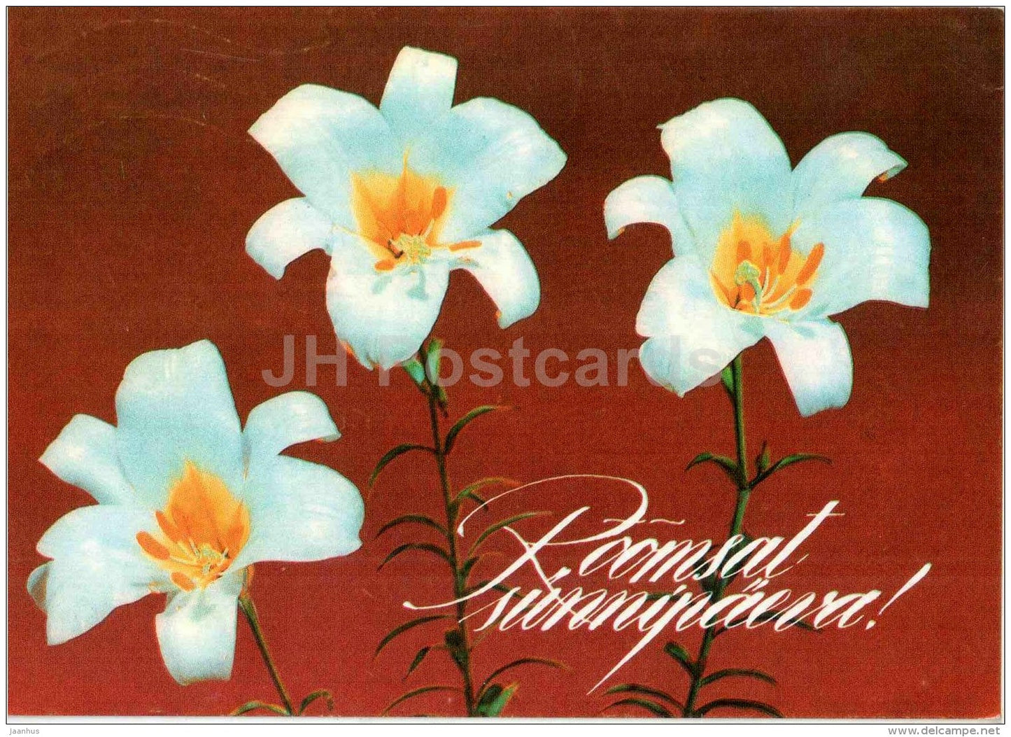 white lily - flowers - greeting card - 1993 - Estonia - used - JH Postcards