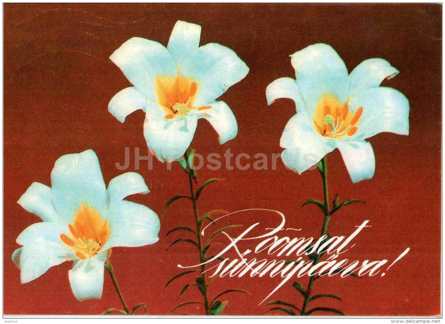 white lily - flowers - greeting card - 1993 - Estonia - used - JH Postcards