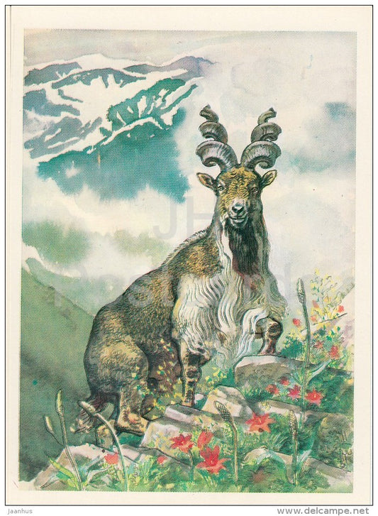 Markhor - Capra falconeri - Endangered species - 1979 - Russia USSR - unused - JH Postcards