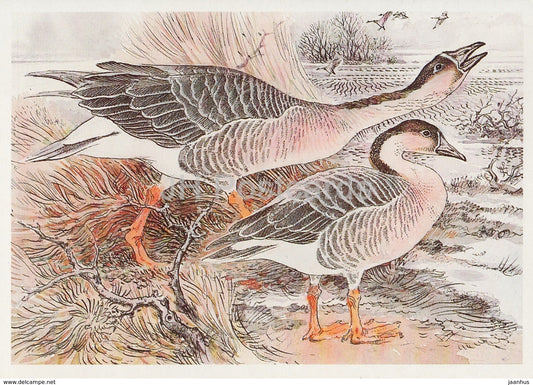 Swan goose - Anser cygnoides - illustration by V. Gorbatov - birds - 1989 - Russia USSR - unused - JH Postcards