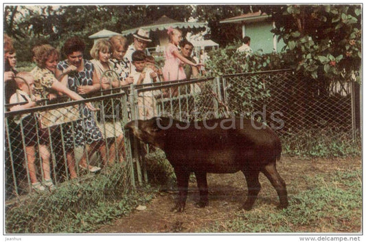 Tapir - Leningrad Zoo - 1968 - Russia USSR - unused - JH Postcards