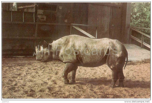 Rhinoceros - Leningrad Zoo - 1968 - Russia USSR - unused - JH Postcards