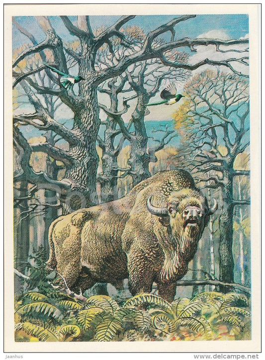 European bison - Bison bonasus - Endangered species - 1979 - Russia USSR - unused - JH Postcards