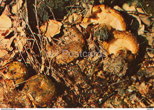 Ugly Milk-cap mushroom - Lactarius turpis - Mushrooms - 1980 - Russia USSR - unused - JH Postcards