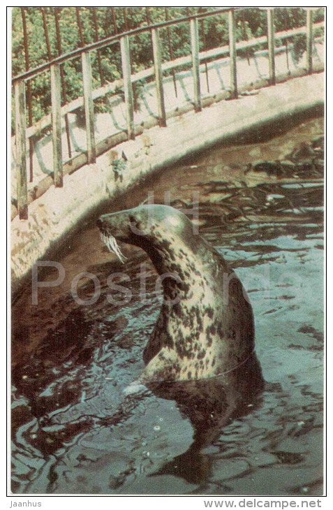 Baltic Seal - Leningrad Zoo - 1968 - Russia USSR - unused - JH Postcards