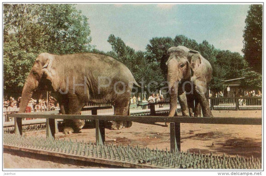 Indian Elephants - Leningrad Zoo - 1968 - Russia USSR - unused - JH Postcards