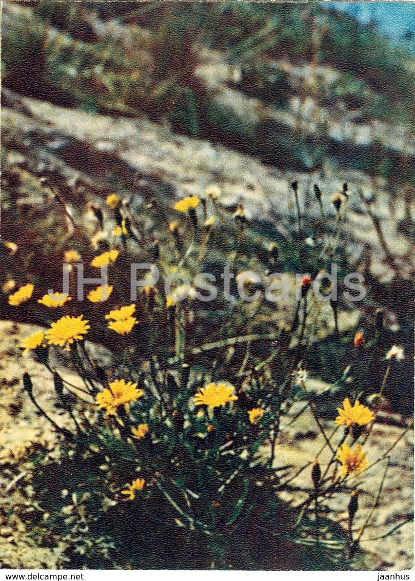 Autumn hawkbit - Scorzoneroides autumnalis - Wild Flowers - 1971 - Russia USSR - unused - JH Postcards