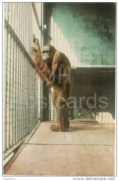 Orangutan - Leningrad Zoo - 1968 - Russia USSR - unused - JH Postcards