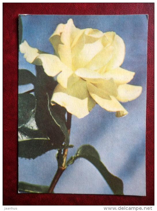 Greeting Card - white rose - Gloria Dei - flowers - 1967 - Estonia USSR - used - JH Postcards