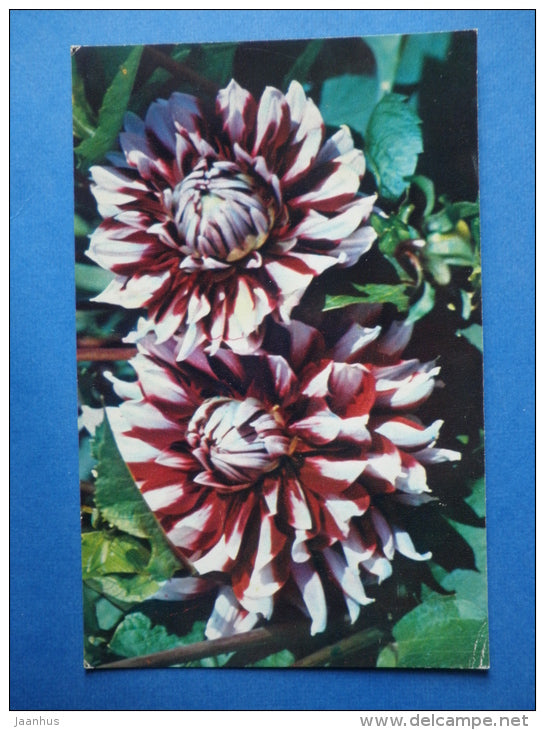 Service - dahlia - flowers - 1974 - Russia USSR - unused - JH Postcards