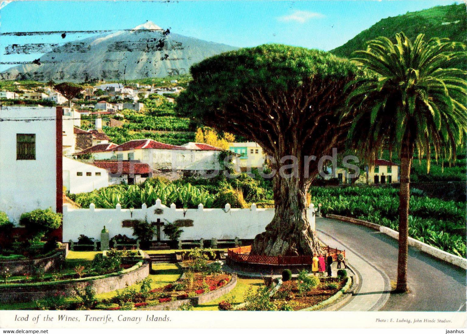 Icod of the Wines - Canary Islands - Tenerife - dragon tree - 1979 - Spain - used - JH Postcards