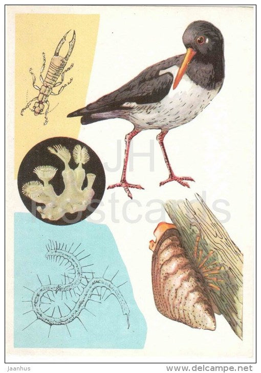 Zebra mussel - Eurasian oystercatcher - Labidura riparia - insects - birds - 1978 - Russia USSR - unused - JH Postcards