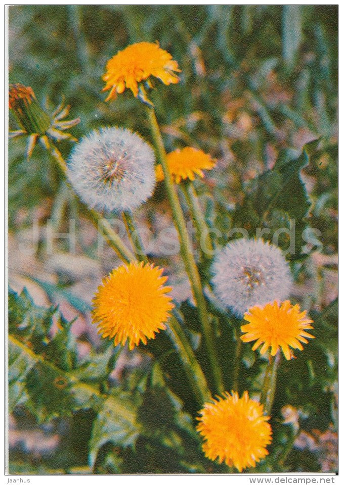 Common Dandelion - Taraxacum officinale - Medicinal Plants - Herbs - 1980 - Russia USSR - unused - JH Postcards